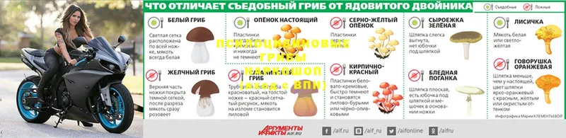 Псилоцибиновые грибы Psilocybe  Бодайбо 